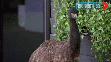 Big Brother Emu GIF by Big Brother Australia