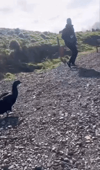 Angry Duck Sneaks Up and Bites Man