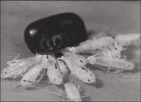 cockroaches GIF