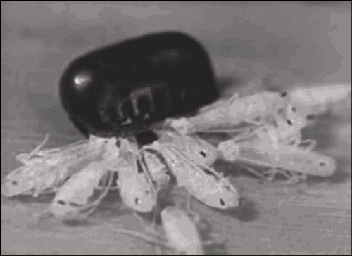Cockroaches GIF - Find & Share on GIPHY