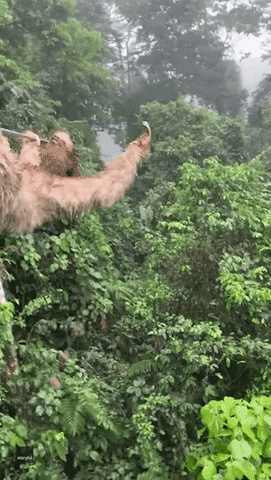 Sloth Funny Animals GIF by Storyful