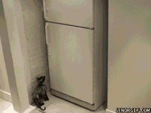 cat freezer GIF