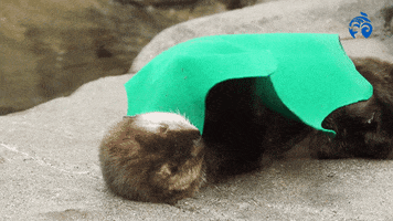 Sleepy Nap GIF by VanAqua