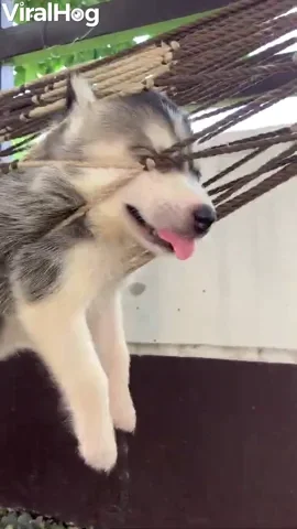 Husky Puppy Hangs Comfortably In Hammock GIF by ViralHog