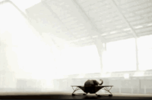 Elephant Bouncing GIF