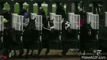 Horse Sports Gifs Get The Best Gif On Giphy