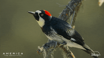 America What GIF by Nat Geo Wild