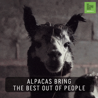 Alpaca GIF by 60 Second Docs
