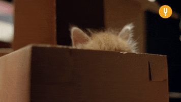 Cat Spying GIF by CuriosityStream