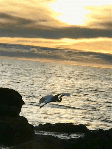 Santa Barbara Beach GIF