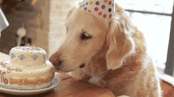 Image result for dog birthday gif