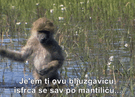 salaukovina  GIF