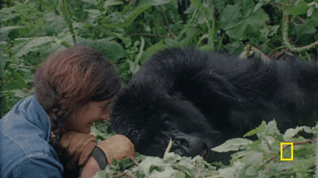 fossey GIF by National Geographic Channel