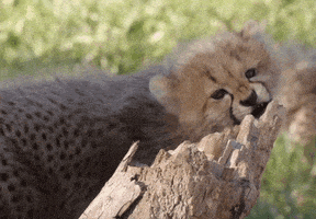 i choose you GIF by San Diego Zoo