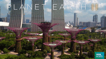 planet earth 2 city GIF by BBC Earth
