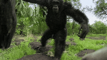 wild animals GIF by PBS