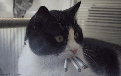 Cat Smoking GIF by sheepfilms - Find & Share on GIPHY