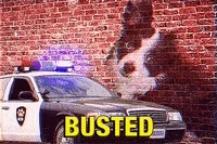 busted bad boy GIF by GIPHY Studios Originals