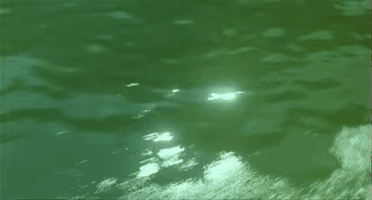 edizionilindau movie film dino risi anima persa GIF