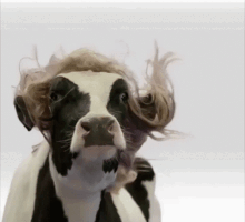 Tort clash of the titans GIF