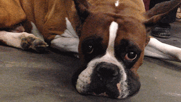 Video gif. A Boxer at the Westminster Kennel Club is laying on the floor giving us the whale eyes. They're bored and looking around, waiting for their turn.