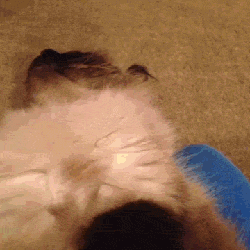 ioananastase funny funny gifs funny or die funny pics GIF