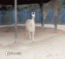 carlosrshow  GIF