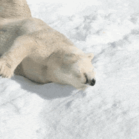 polar bear snow GIF by San Diego Zoo