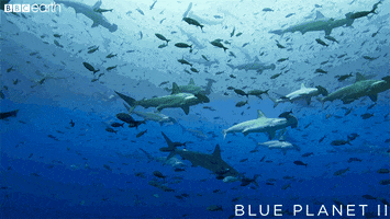 blue planet friends GIF by BBC Earth