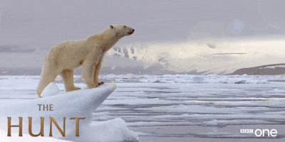 polar bear wildlife GIF by BBC