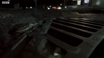Psythor  GIF