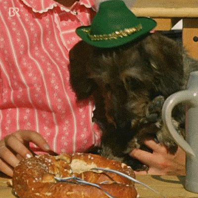 Hungry Dog GIF by Bayerischer Rundfunk
