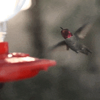 Hummingbirds GIFs - Get the best GIF on GIPHY