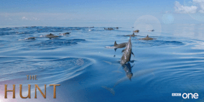 bbc one dolphins GIF by BBC