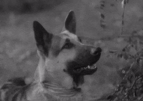 classic film woof GIF by Warner Archive