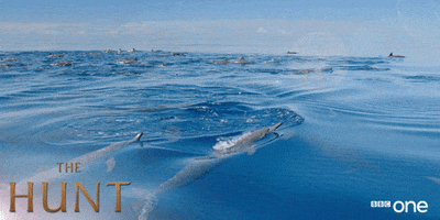 bbc one dolphins GIF by BBC