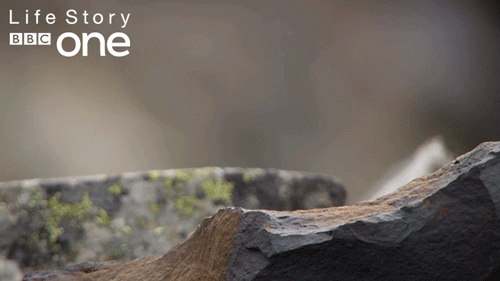 Here I Am Mouse GIF by BBC