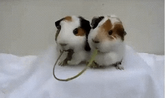 guinea pigs kiss GIF