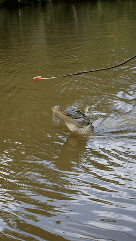 mauricehenson louisiana alligator new orleans GIF