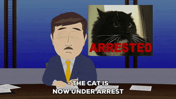 news kitty GIF by South Park 
