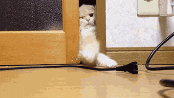 oops cat licking GIF