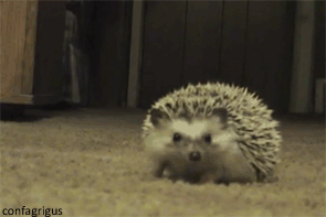 charming  GIF