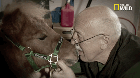 old man horse GIF by The Incredible Dr. Pol