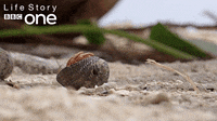 Featured image of post Dancing Hermit Crab Gif