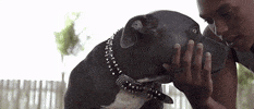 Pit Bull GIF by Stick To Your Guns