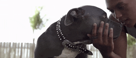 Pit Bull GIF by Stick To Your Guns