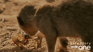 life story meerkat GIF by BBC