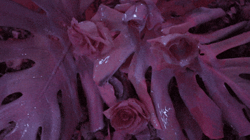 pink rose GIF by Annique Delphine