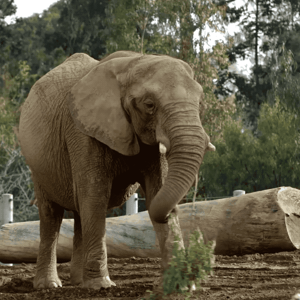 Happy Baby Animals GIF by San Diego Zoo - Find & Share on GIPHY