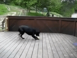 coolgifs1992 funny dog pets doge GIF